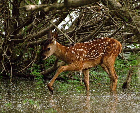 PASSIONE PER IL CERVO
